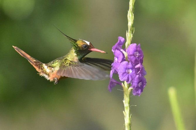 birding-in-the-rainforest