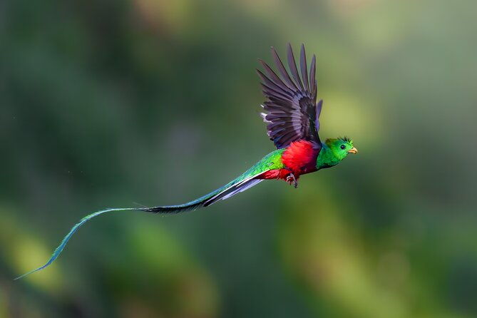 birding-the-monteverde-cloud-forest