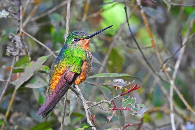 birdwatching-at-monserrate-bogota-4h