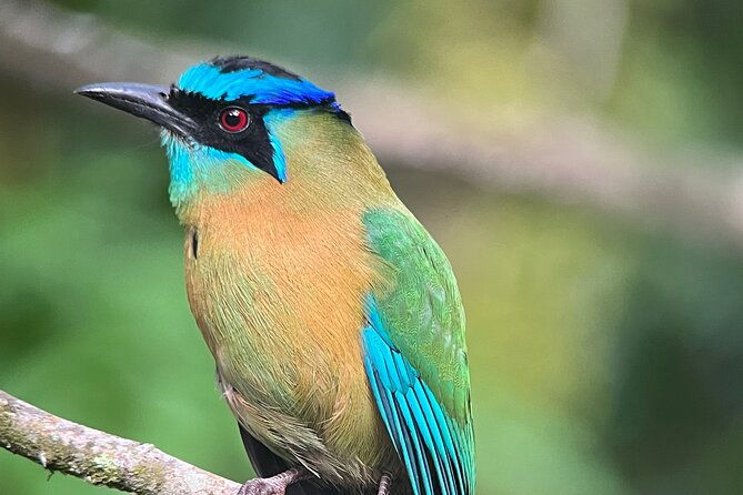 birdwatching-half-day-tour-between-clouds-and-forest-in-monteverde