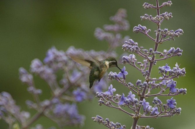 birdwatching-in-cerro-blanco-from-guayaquil