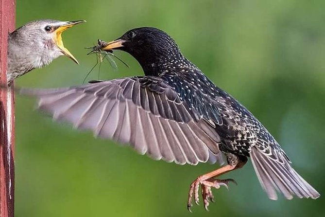 birdwatching-minca