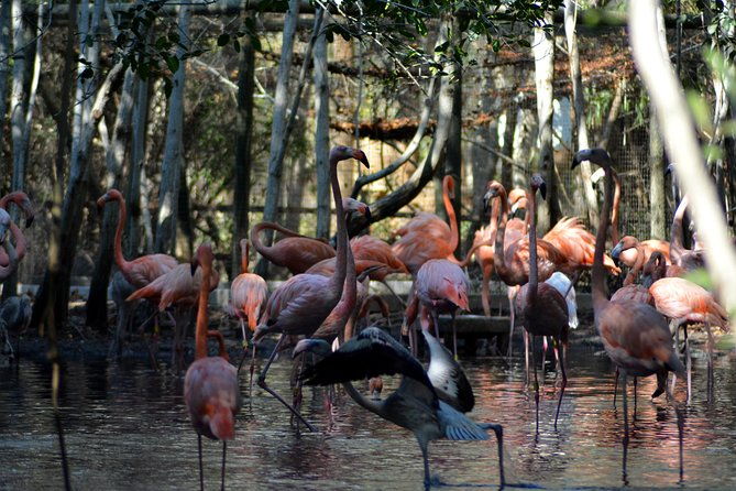 birdwatching-photography-experience-at-the-national-aviary-in-baru