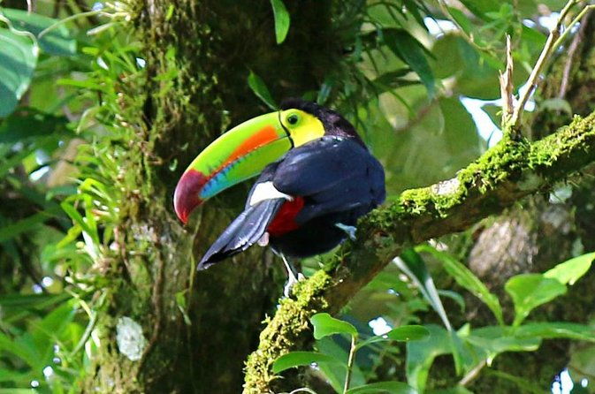 birdwatching-tour-at-mistico-park