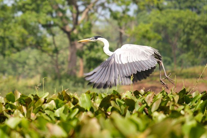 birdwatching-tour-cajas-park-and-tamarindo-tropical-forest-area-from-cuenca
