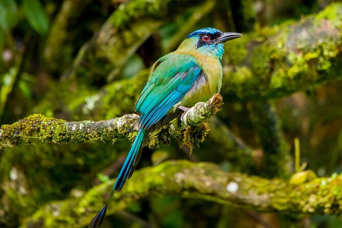 birdwatching-tour-unlock-the-wonder-whether-beginner-or-advanced