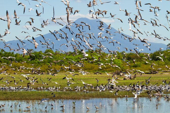 birdwatching-tours-in-el-salvador-with-a-guide