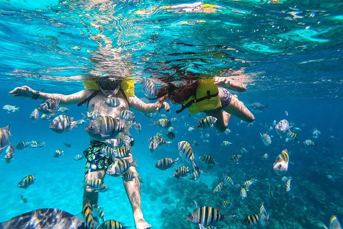 boat-and-snorkeling-in-west-end-blue-channel-the-aquarium-turtle-crossing