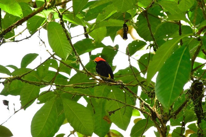 braulio-carrillo-bird-watching-full-day-pass