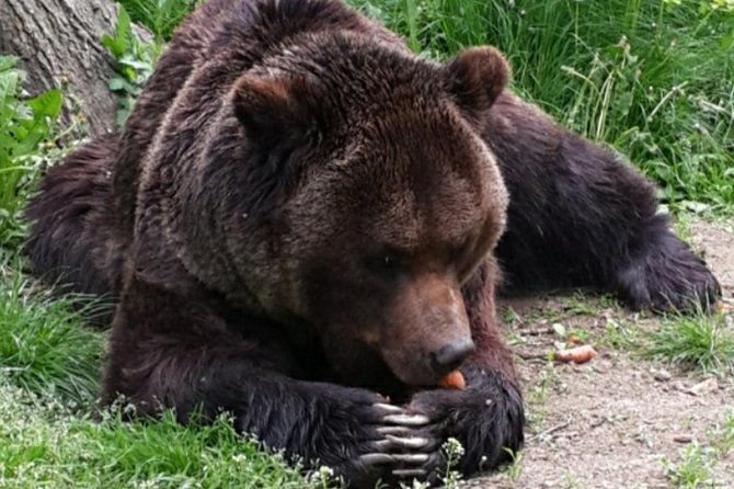 brown-bear-sanctuary-tour-from-brasov-entrance-ticket-guaranteed