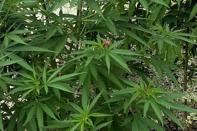 bush-hiking-to-explore-wild-plants-fresh-fruitsmontego-bay