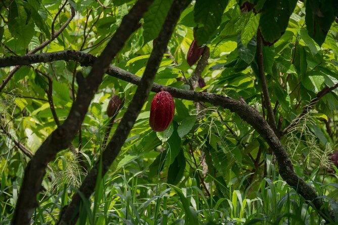 cacao-farm-excursion-day-trip-from-guayaquil