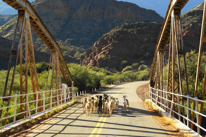 cafayate-vineyards-and-calchaquies-valleys-tour-from-salta