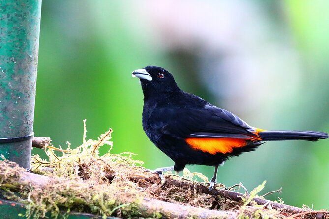 cali-bird-watching-birding-in-the-cloud-forest-at-kilometer-18