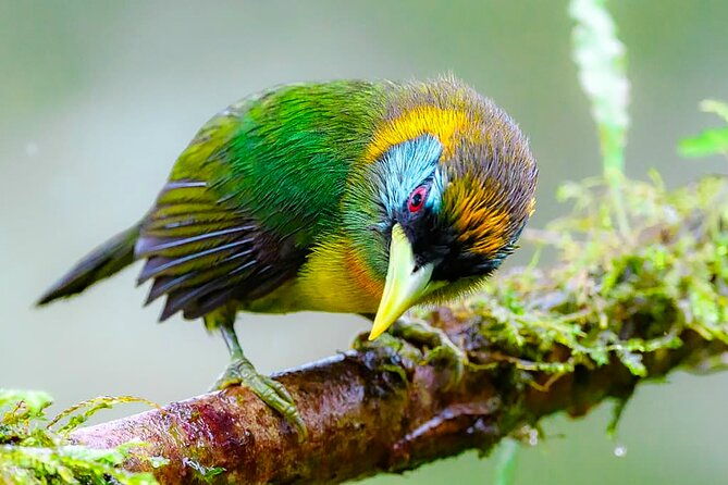 cali-birding-birds-of-the-cali-river-bird-watching