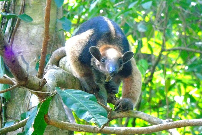 canal-expansion-agua-clara-rainforest-safari-san-lorenzo-fort