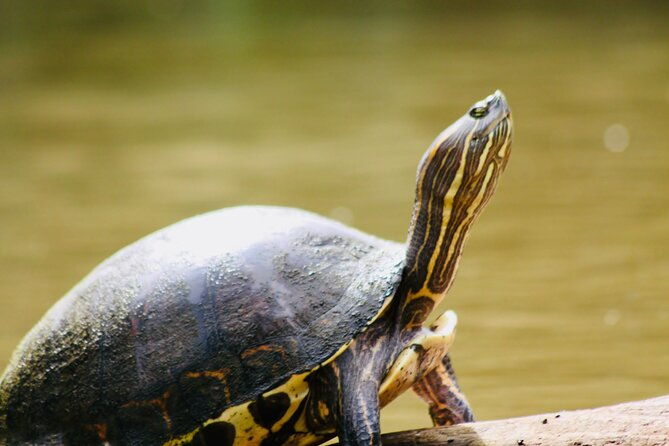 canoe-experience-exploring-tortuguero-national-park