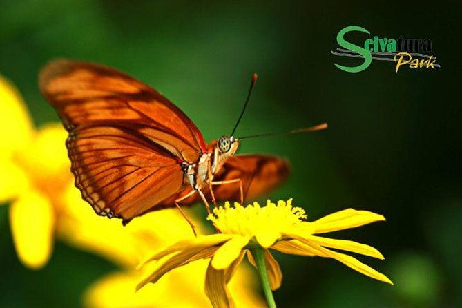 canopy-zipline-butterflies-from-monteverde