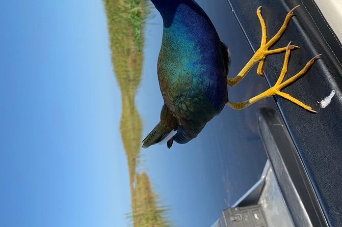 captain-willy-airboat