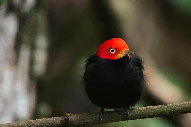 carara-national-park-birdwatching-group-guided-tour-experience