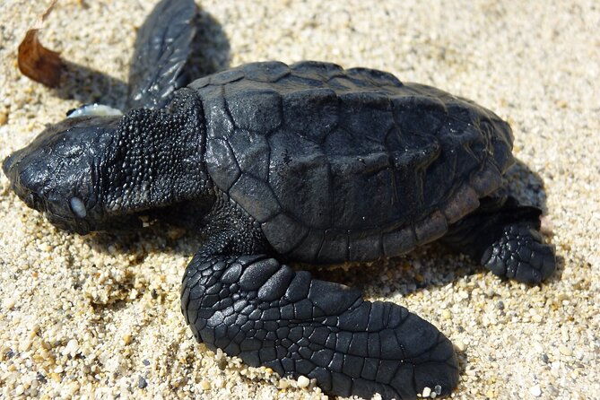 caretta-caretta-turtle-trip-boat-trip