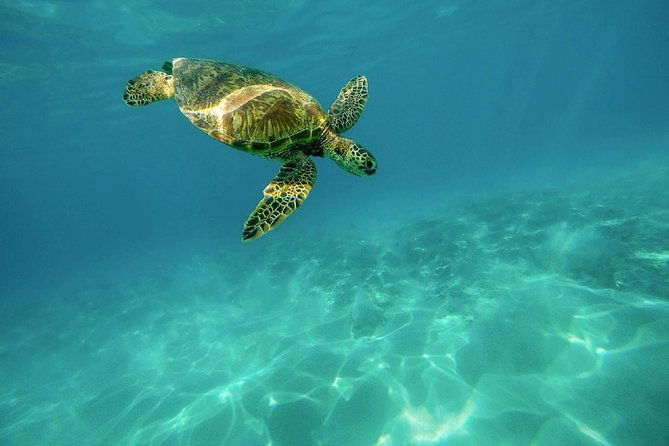 caretta-caretta-turtle-trip