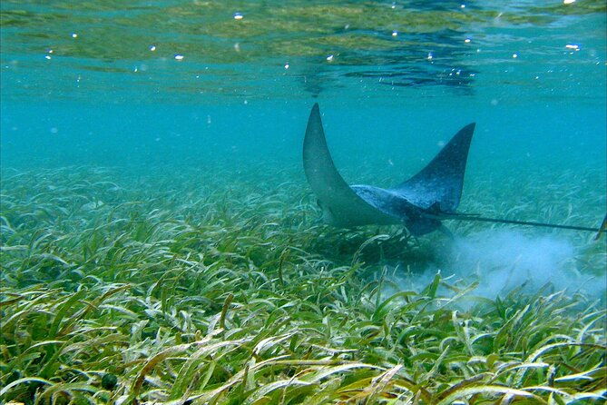 cas-cay-kayak-hike-and-snorkel-adventure