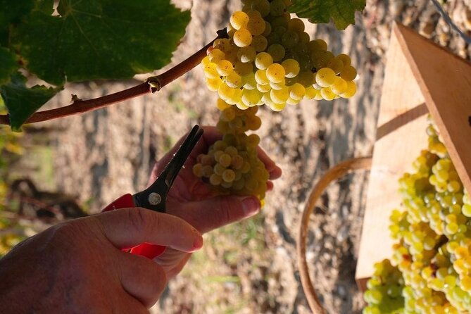 castel-wine-tour-in-bordeaux-margaux
