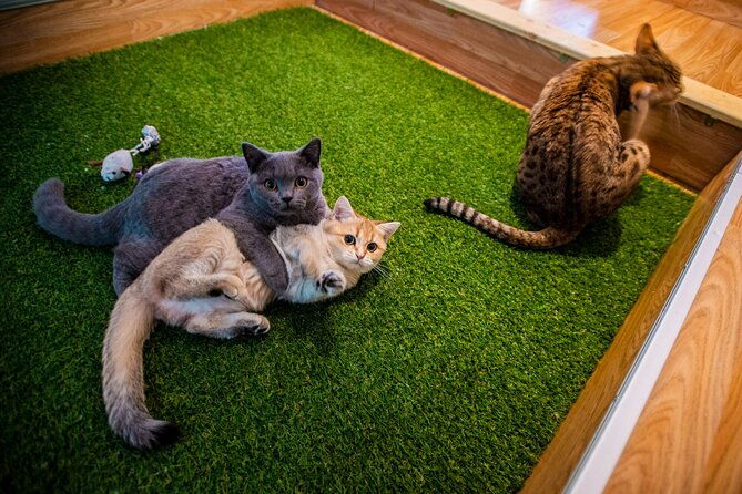cat-museum-budapest-entry-ticket