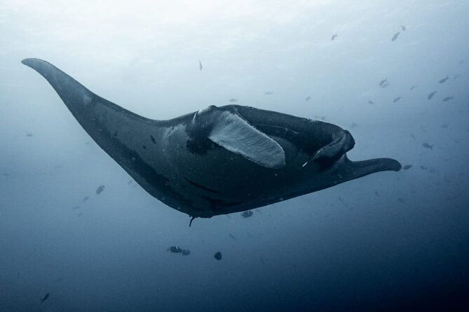 catalina-island-diving-tour-from-tamarindo-certified-only