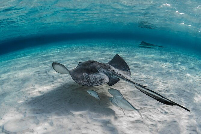 cayman-ultimate-tour-stingrays-starfish-point-and-crystal-caves
