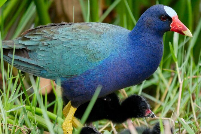 central-florida-half-day-private-birding-activity-2-person-max-2