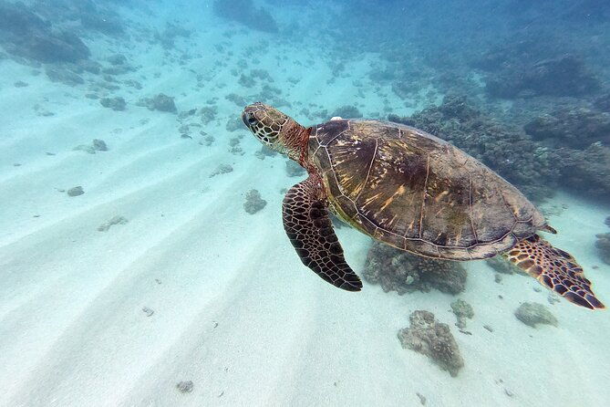 certified-scuba-diving-experience-in-honolulu