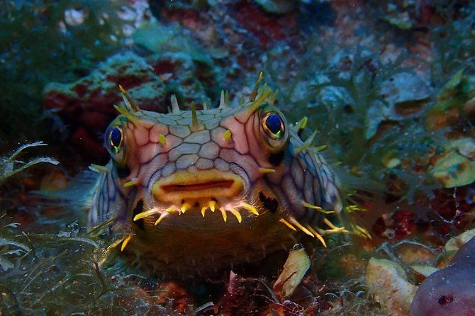 champagne-reef-snorkeling-tour-at-volcanic-hot-bubbles-dominica