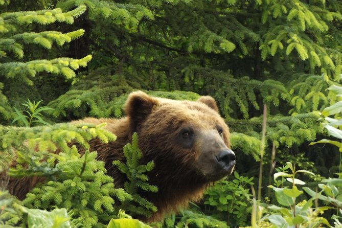 chichagof-island-tour-brown-bear-search