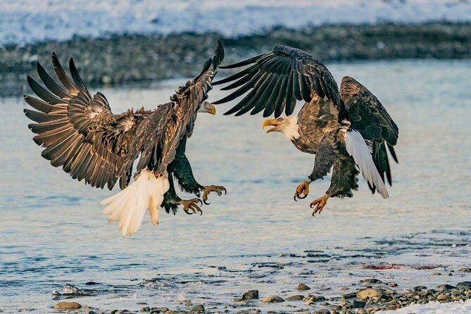 chilkat-bald-eagle-preserve-rafting-skagway-departure