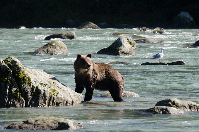 chilkoot-wilderness-and-wildlife-viewing-2-5-hrs-in-haines