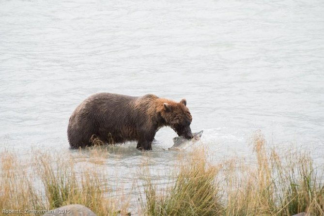 chilkoot-wilderness-and-wildlife-viewing-6-5-hrs-from-skagway-2