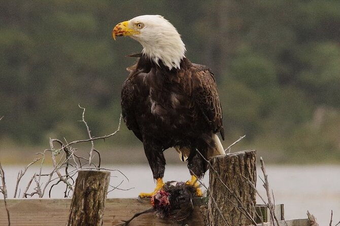 chincoteague-and-assateague-birdwatching-boat-tour