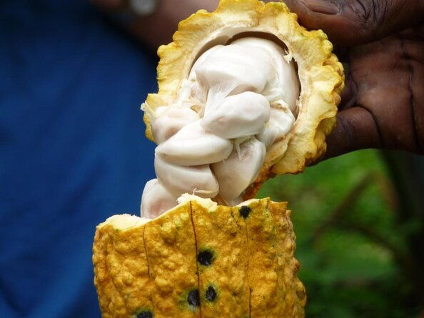 chocolate-factory-belmont-estate-annandale-falls-grand-etang-lake-tour