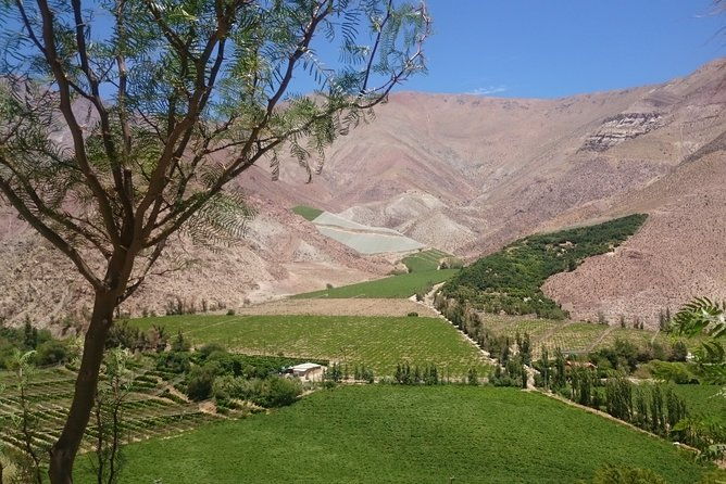 classic-elqui-valley-between-vineyards-and-fruit-trees