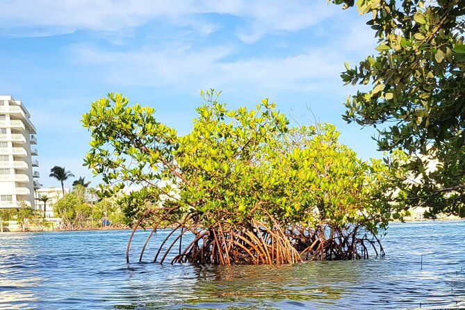 clear-kayak-eco-tour-in-jupiter-florida