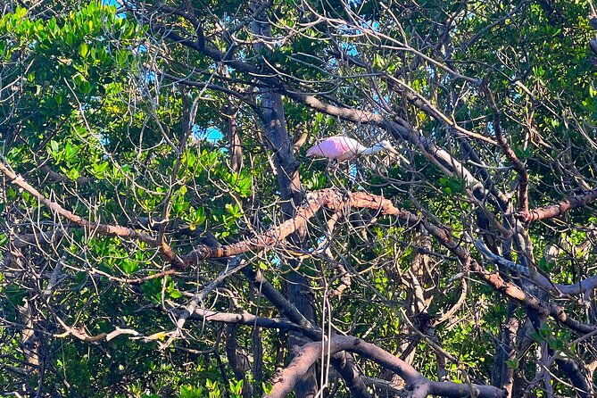 clear-standard-kayak-self-guided-island-ecotour-bonita-springs-2