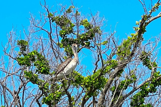 clear-standard-kayak-self-guided-island-ecotour-bonita-springs