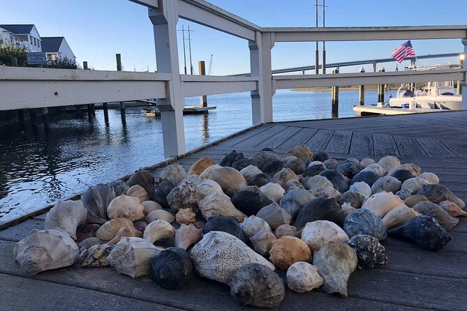 coastal-excursion-sunset-cruise-sand-dollars-sea-shells-horses