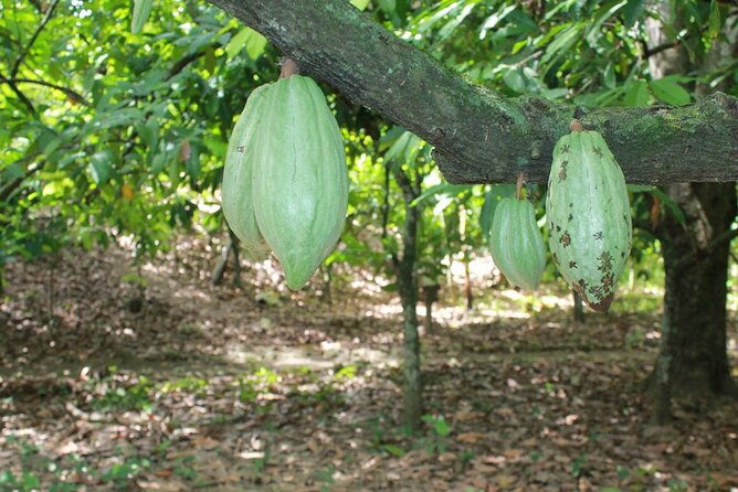cocoa-artisan-chocolate-route-with-an-historical-tour-in-puerto-plata-city
