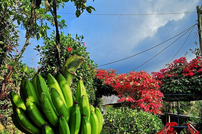 coffee-experience-from-plant-to-cup-in-medellin