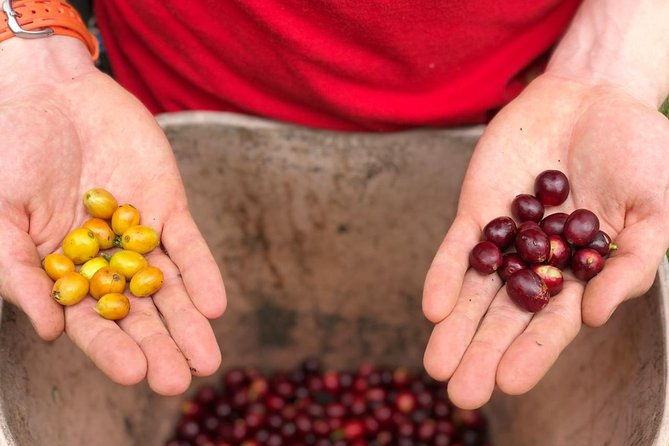 coffee-farm-and-salento-walking-tour