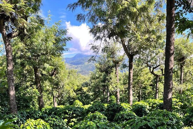 coffee-tour-in-sacatepequez-with-tasting