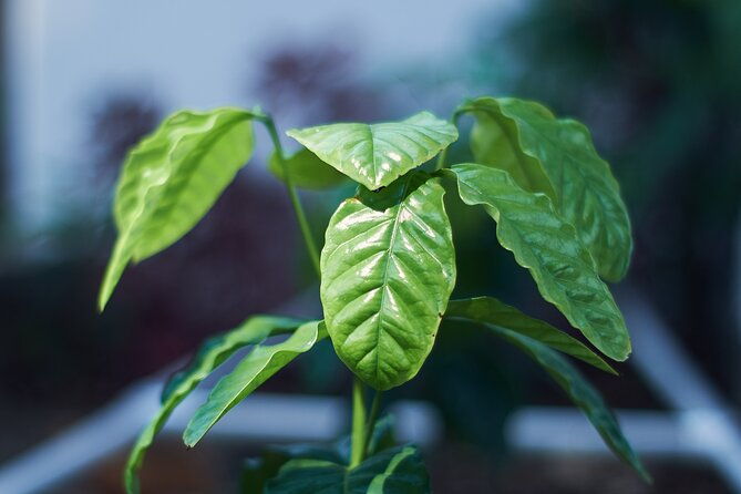colombian-coffee-sensory-immersion-from-the-seed-to-the-cup